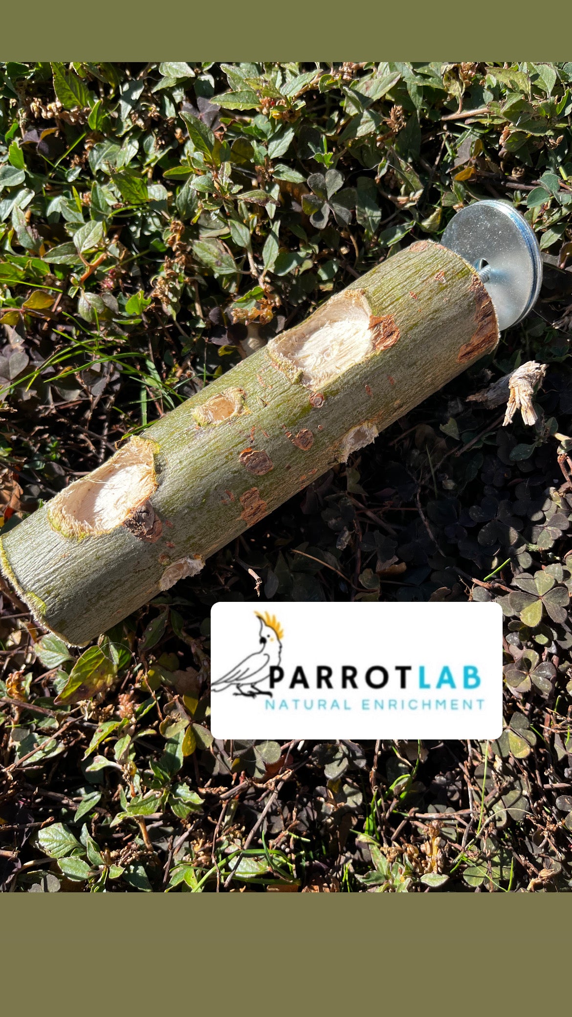 Nature foraging medium