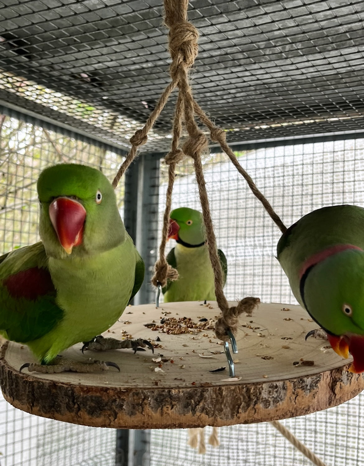 Disco foraging 34 cm