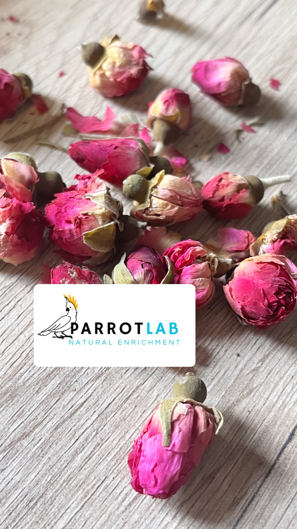 Boccioli di rosa canina