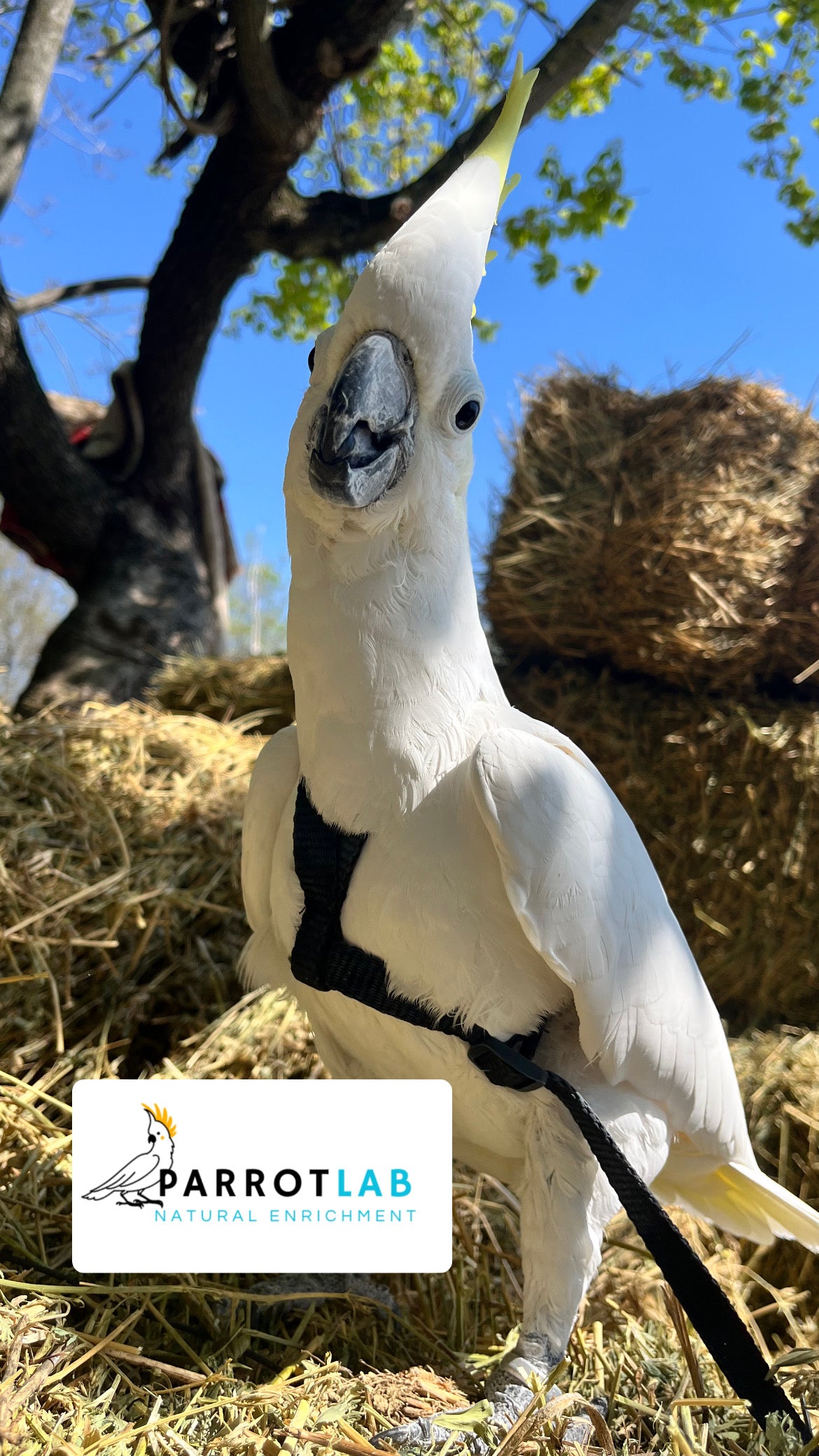 Pettorine per pappagalli