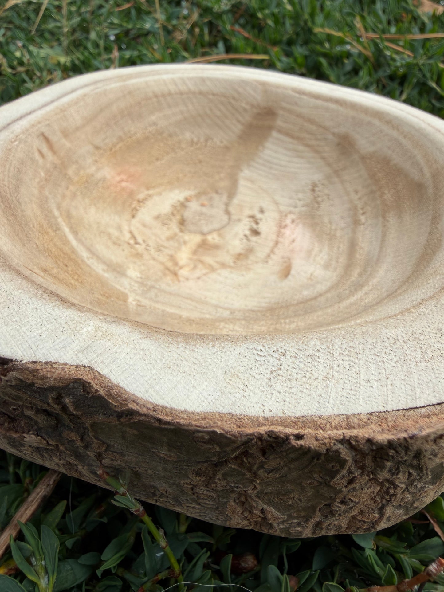 Foraging Bowl