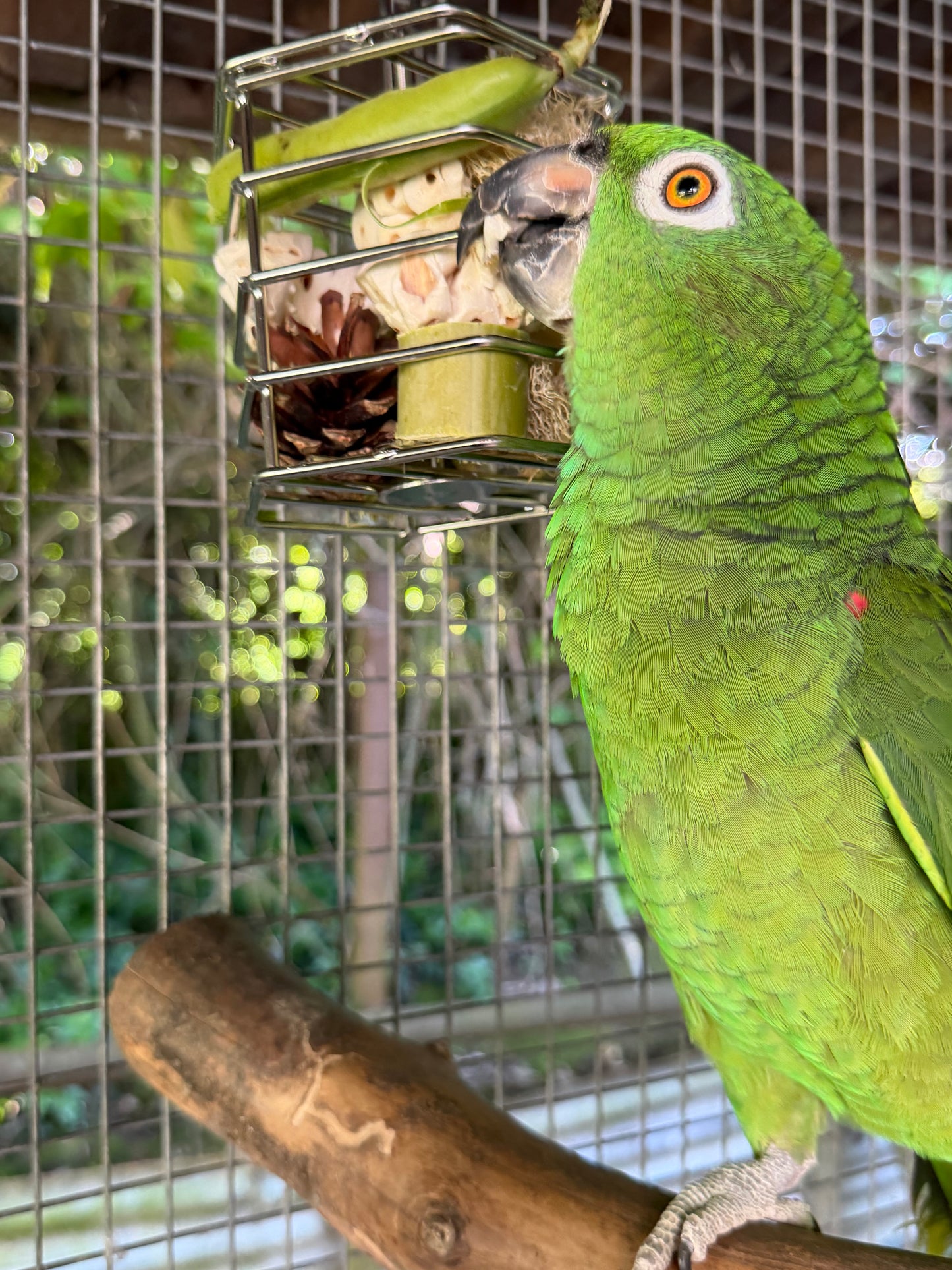 Foraging cage