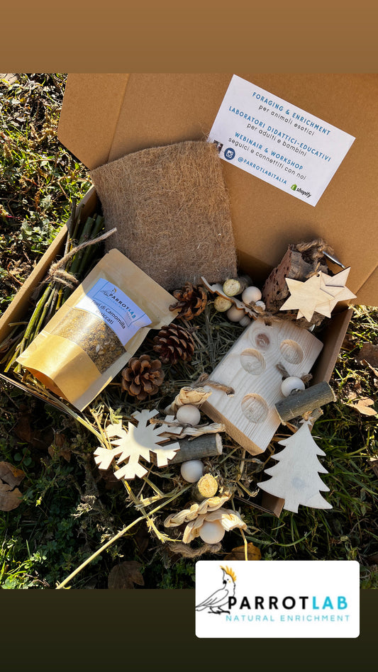 Box Foraging di Natale