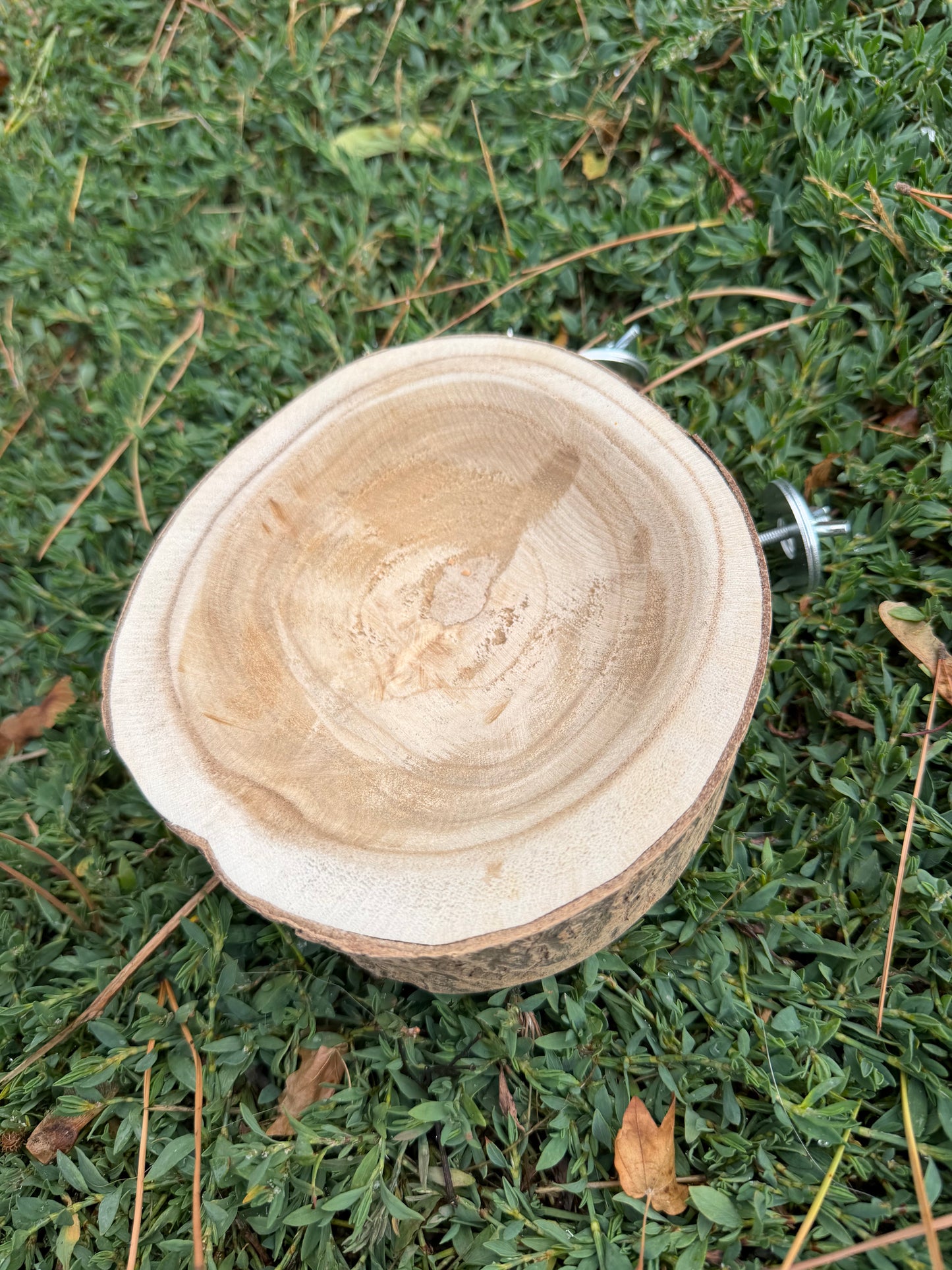 Foraging Bowl
