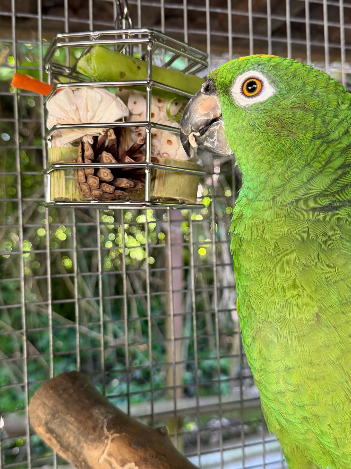 Foraging cage