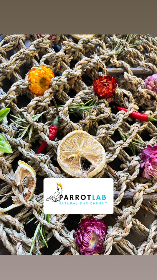 Panello foraging Little