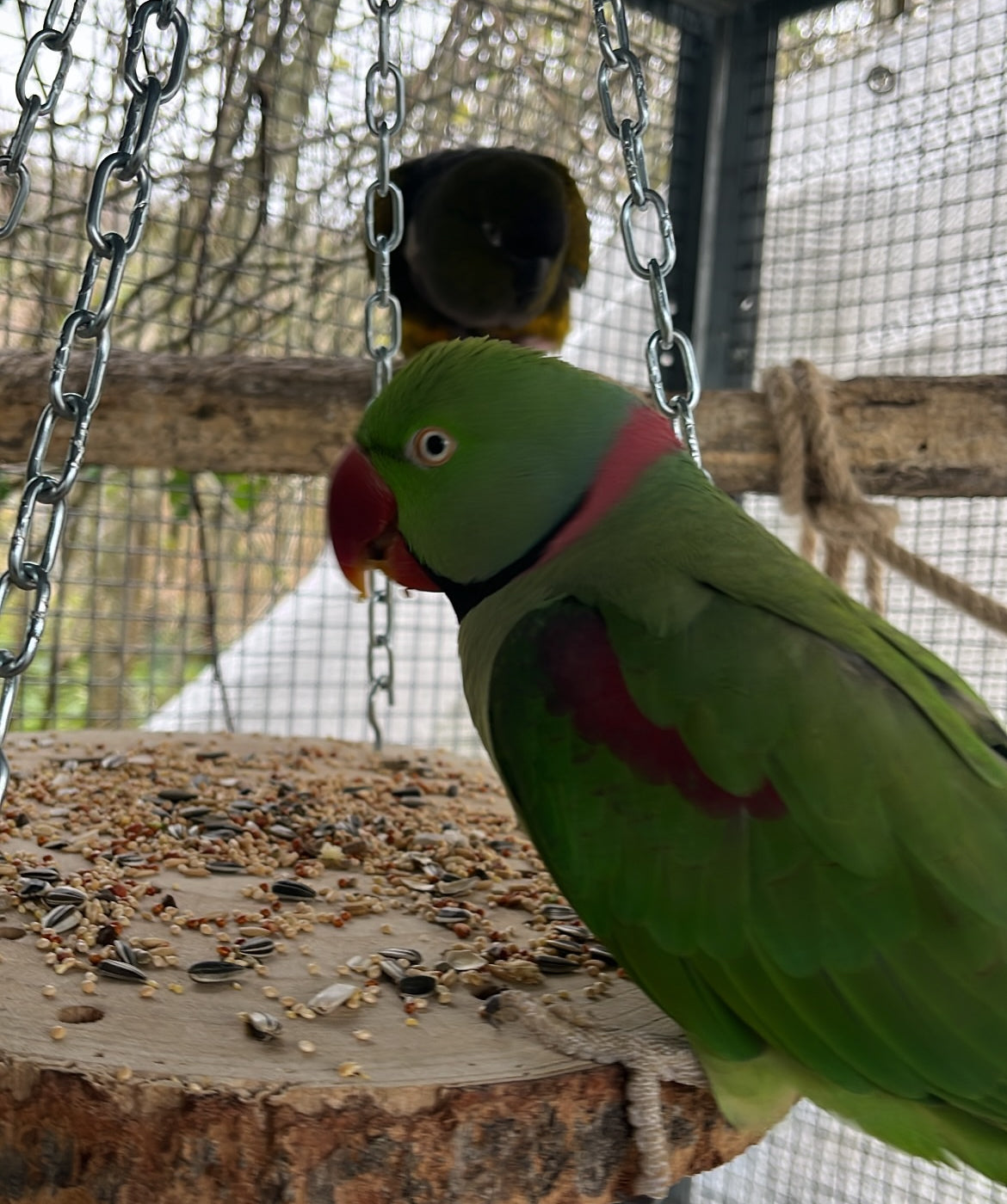 Disco foraging 23 - 26 cm