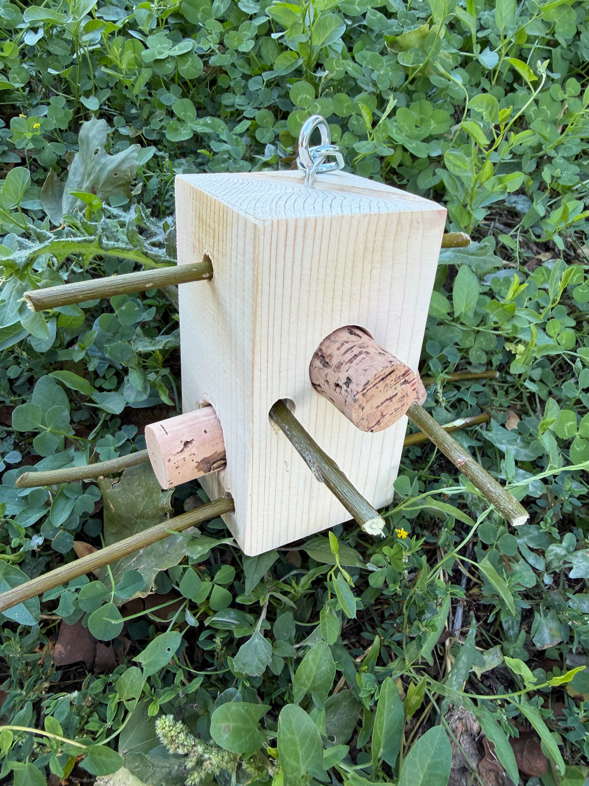 WILD BOX – Foraging & Problem Solving