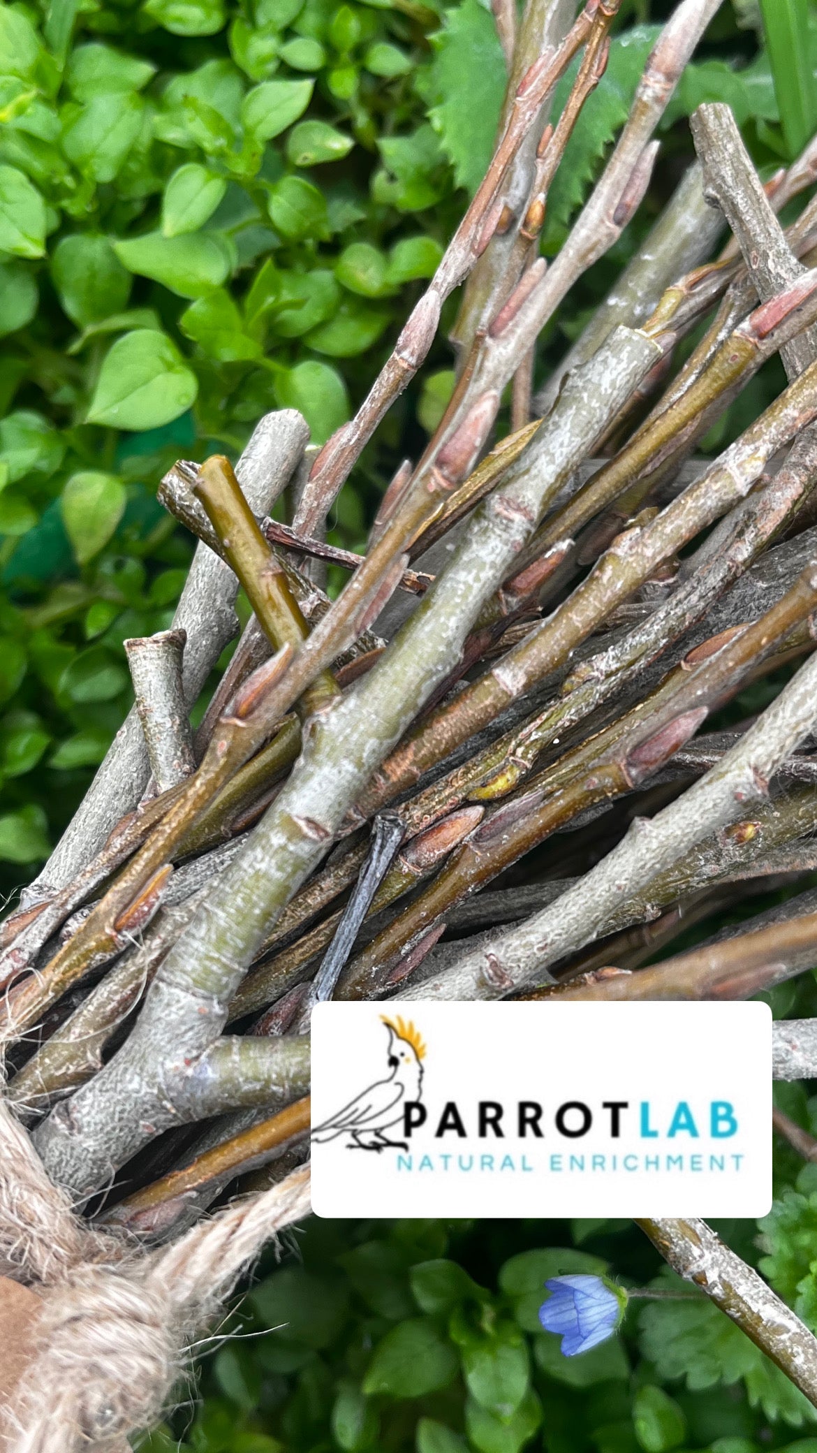 Stick di Eucalipto