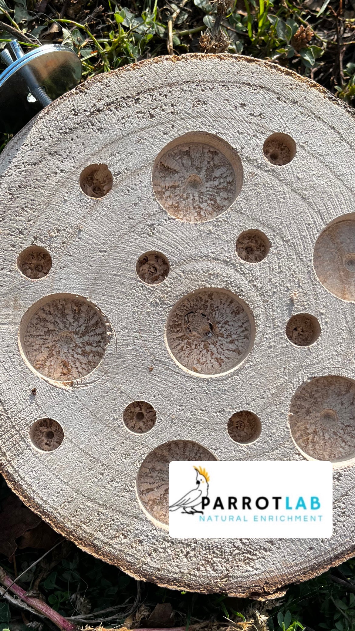 Disco foraging con ganci