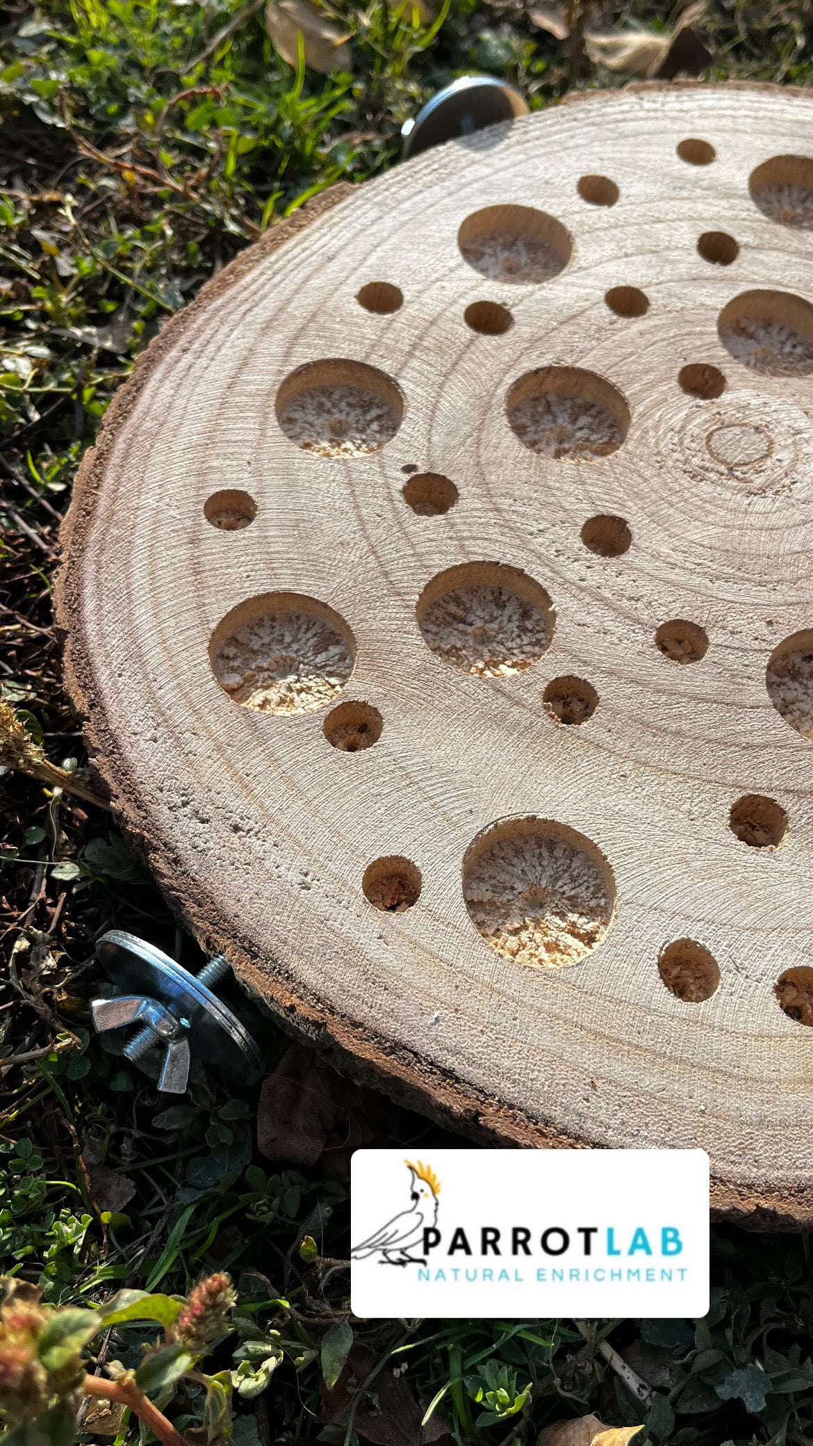 Disco foraging con ganci