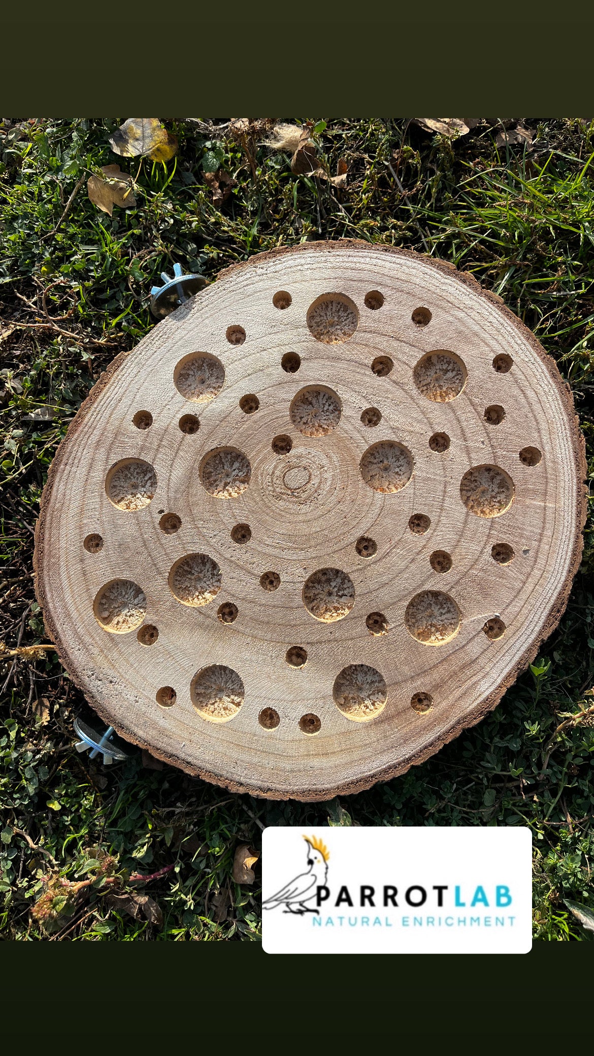 Disco foraging con ganci