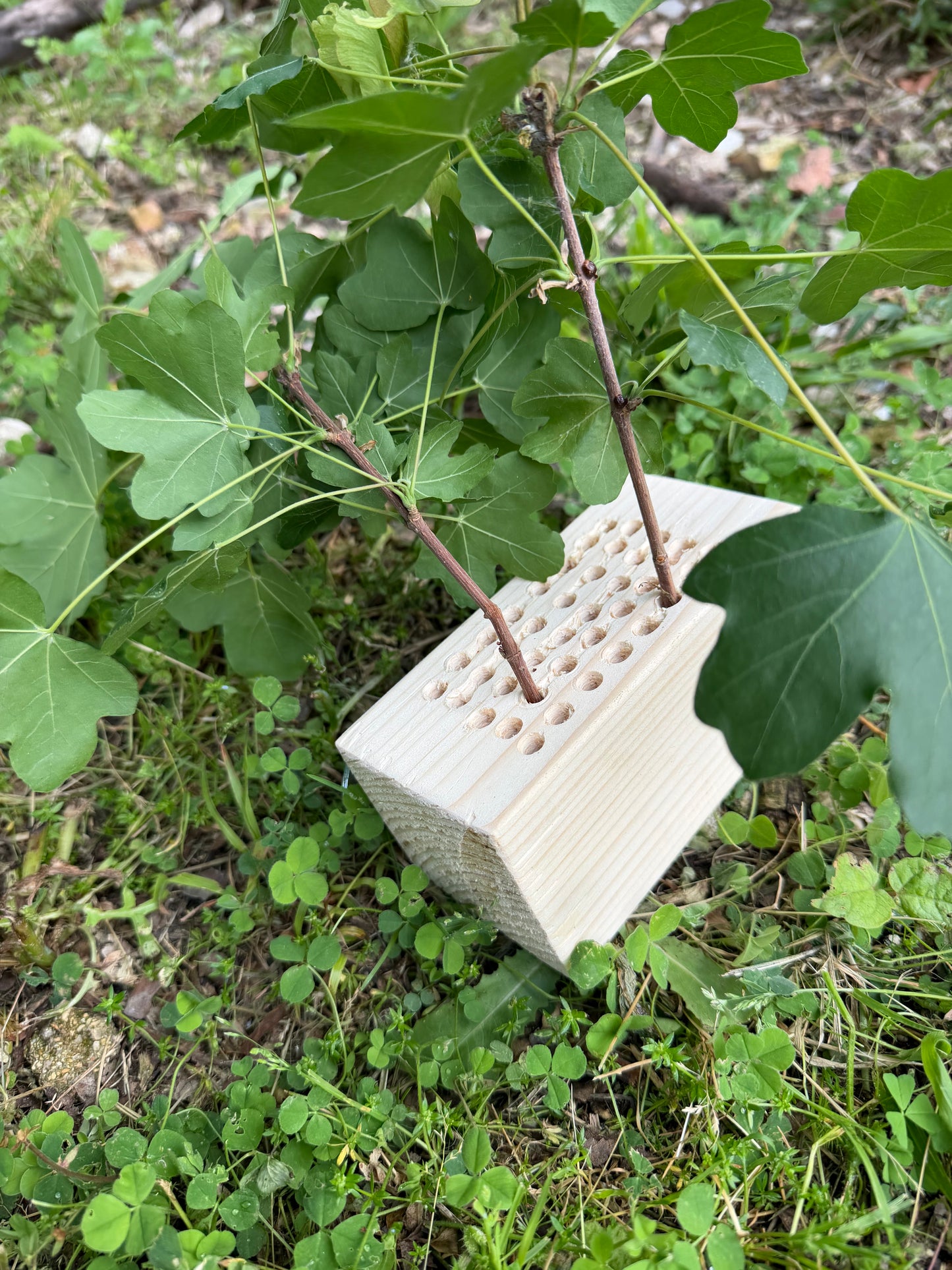 Party wood