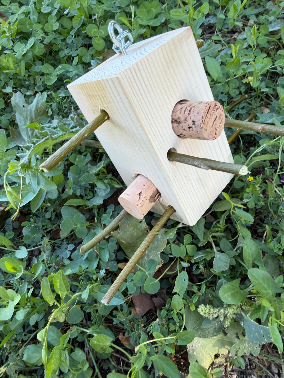 WILD BOX – Foraging & Problem Solving