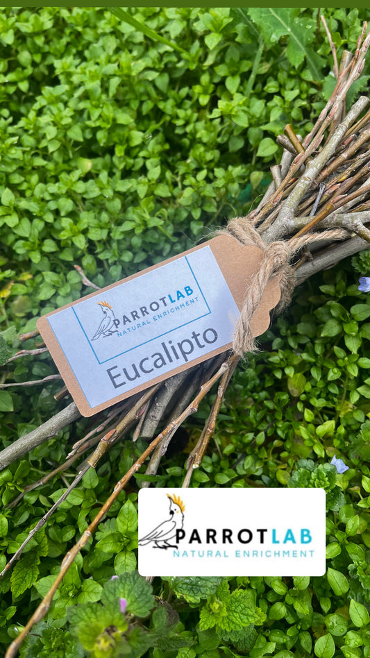 Stick di Eucalipto