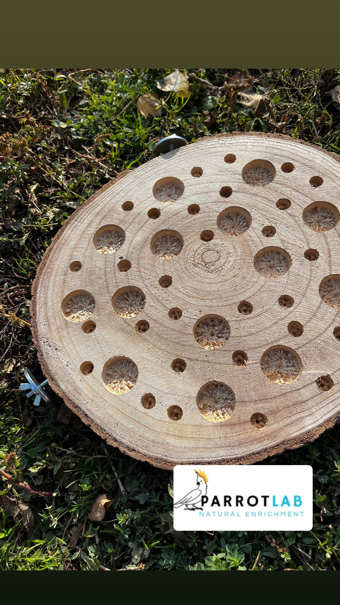 Disco foraging con ganci