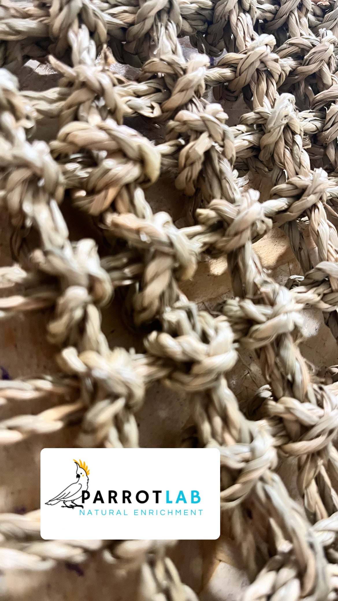 Panello foraging Little
