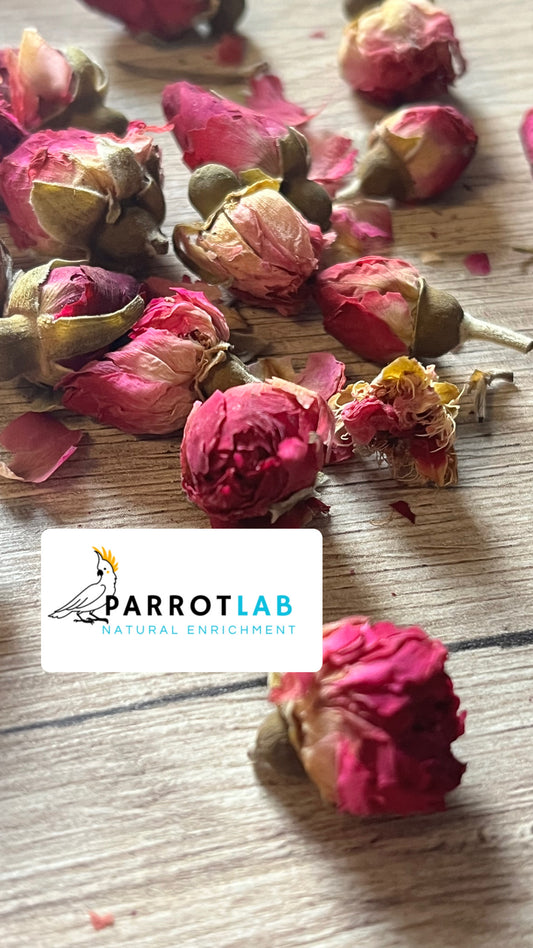 Boccioli di rosa canina