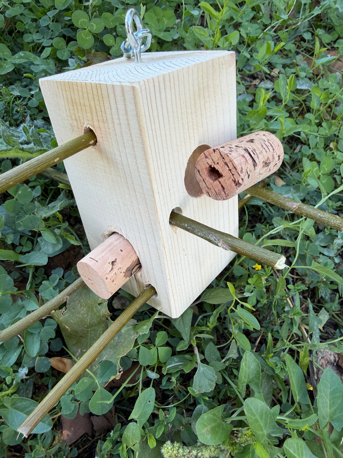 WILD BOX – Foraging & Problem Solving