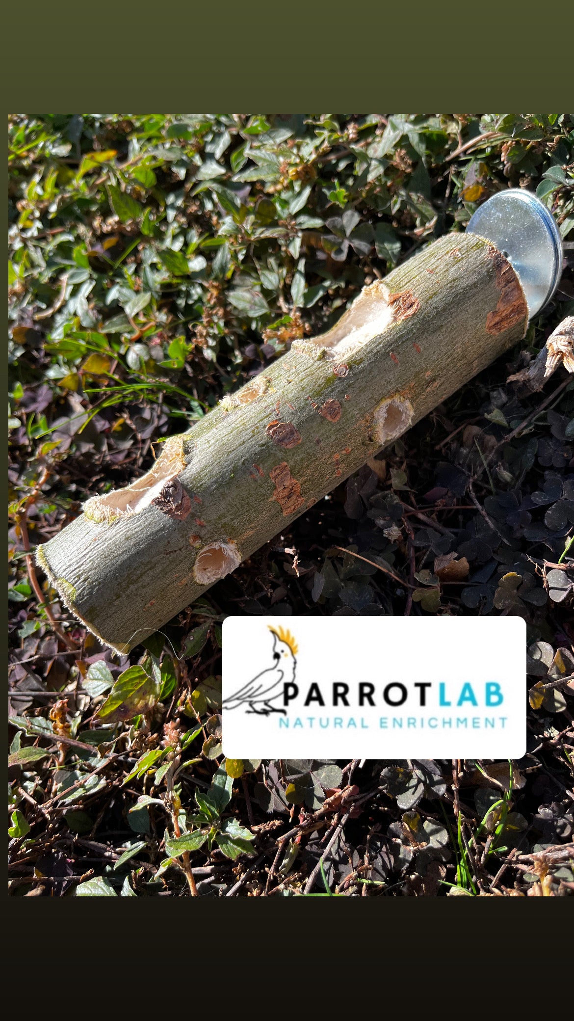 Nature foraging medium