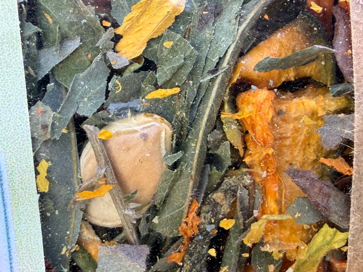 Botanical Blend – Seasonal Harvest | Halloween Edition 🎃