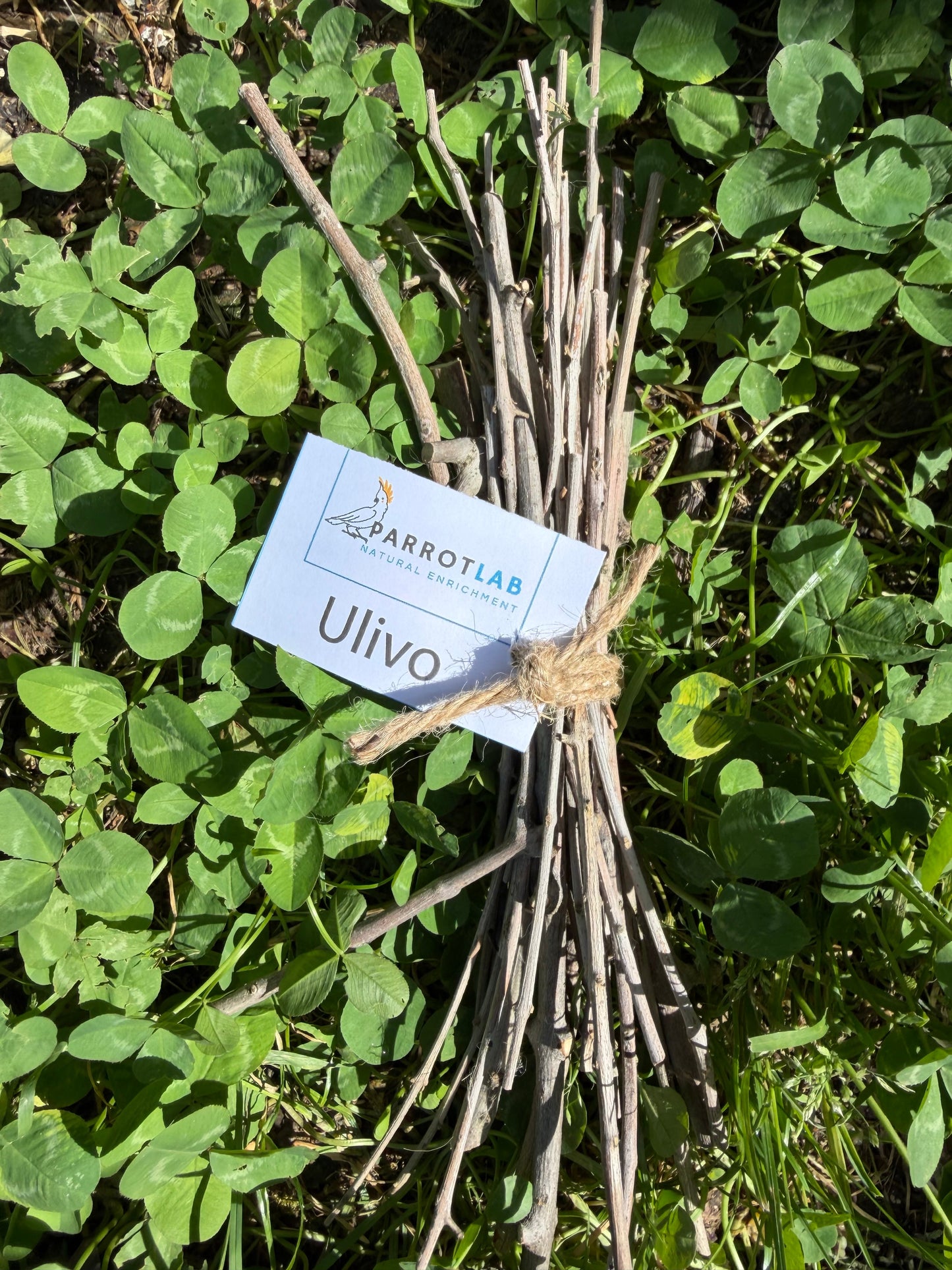 Stick di Ulivo