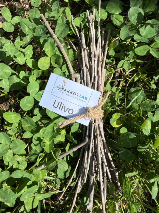 Stick di Ulivo