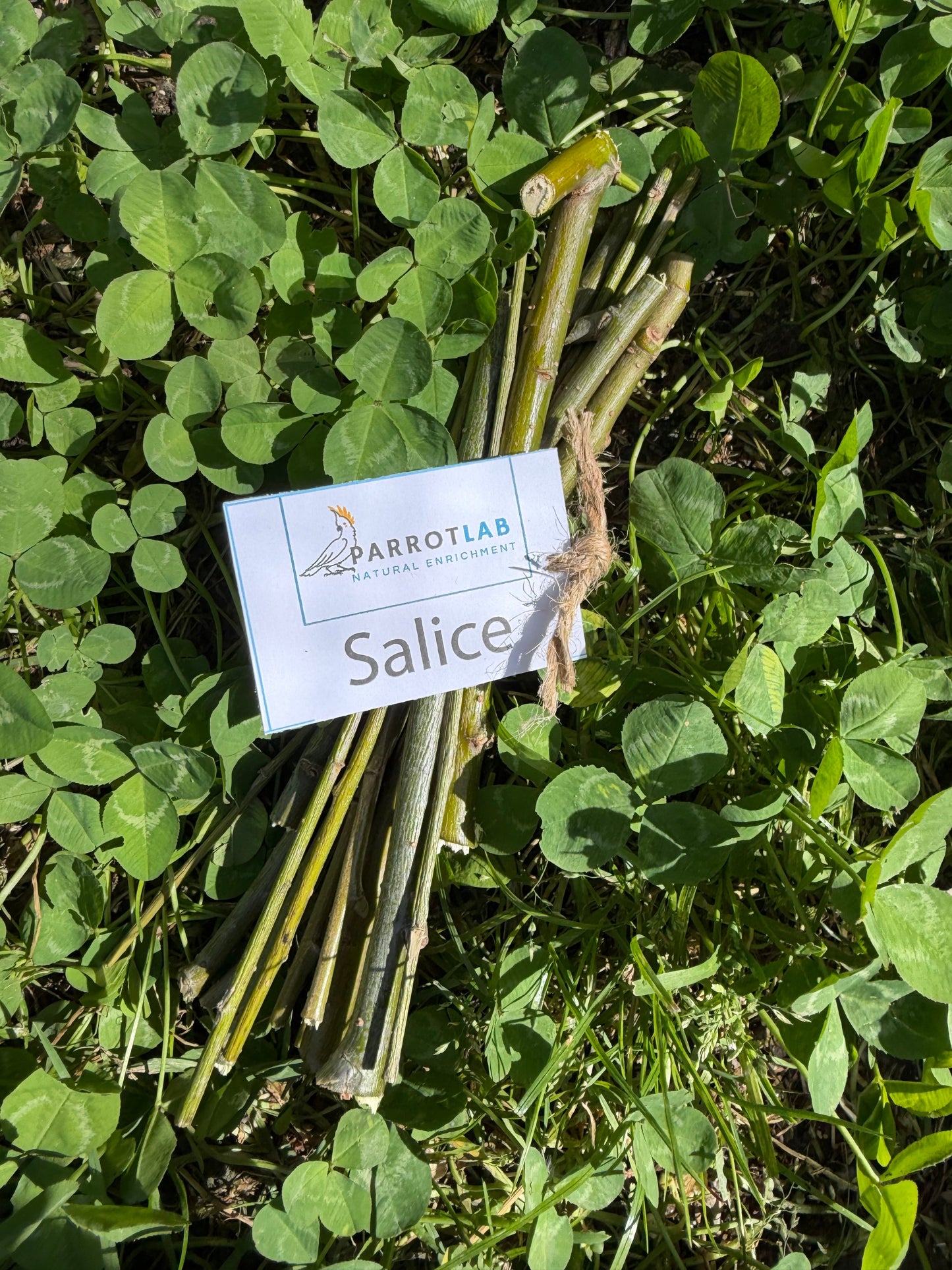 Stick di salice