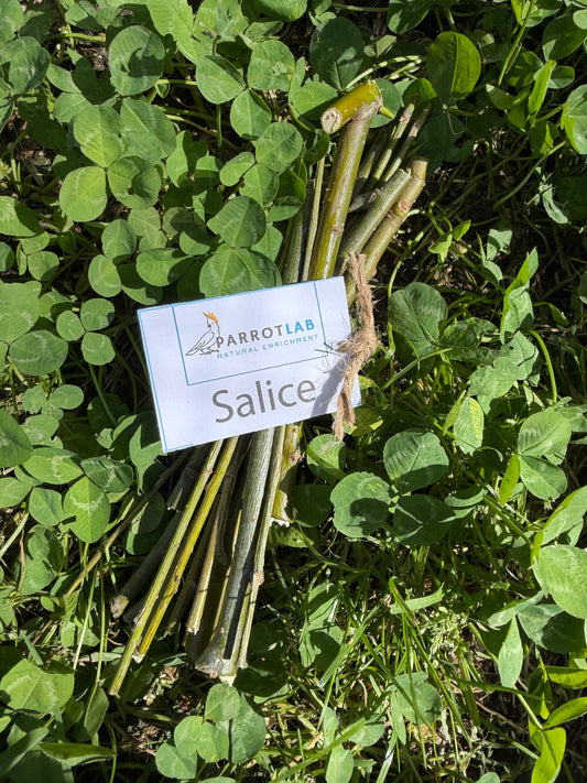 Stick di salice